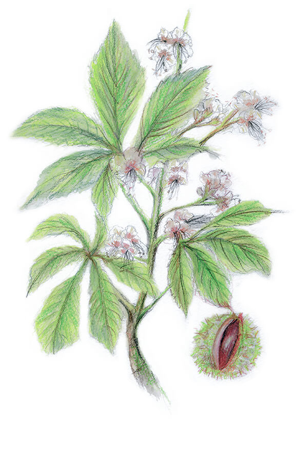 Common Horse chestnut